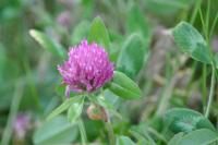 Trifolium pratense