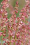 Rumex acetosella