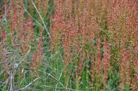 Rumex acetosella