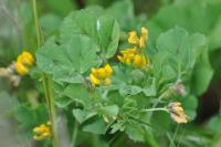Medicago arabica