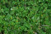 Medicago arabica