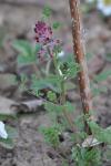 Fumaria officinalis