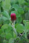 Trifolium incarnatum