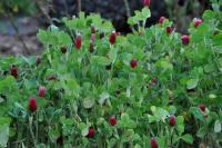 Trifolium incarnatum