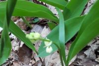Convallaria majalis