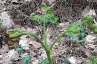 Pteridium aquilinum