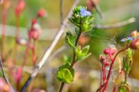 Veronica arvensis
