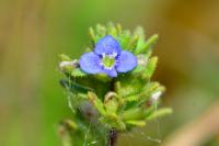 Veronica arvensis