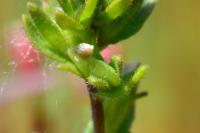 Veronica arvensis