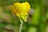 Ranunculus bulbosus
