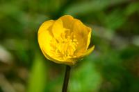 Ranunculus bulbosus