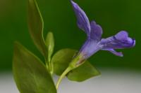 Vinca minor