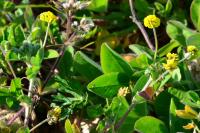 Medicago lupulina