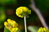 Medicago lupulina