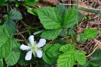 Rubus caesius