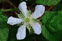 Rubus caesius