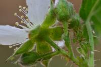 Rubus caesius
