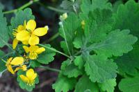 Chelidonium majus