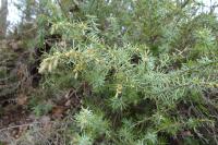 Juniperus communis