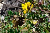 Hippocrepis comosa
