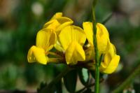 Hippocrepis comosa