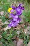 Anacamptis morio