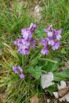 Anacamptis morio