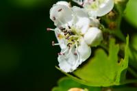 Crataegus monogyna