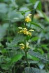 Lamium galeobdolon