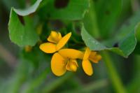 Medicago arabica