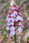 Orchis purpurea