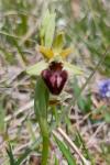 Ophrys aranifera