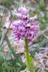 Orchis simia