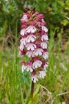 Orchis purpurea