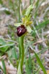Ophrys aranifera