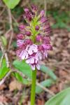 Orchis purpurea