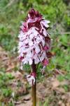 Orchis purpurea