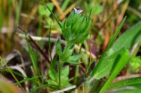 Sherardia arvensis