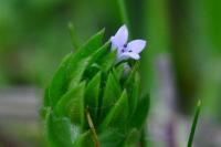 Sherardia arvensis