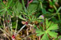Geranium dissectum