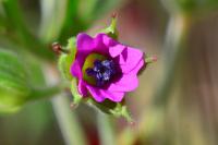 Geranium dissectum