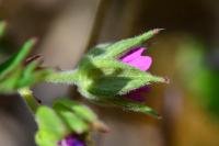 Geranium dissectum