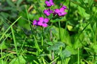 Lunaria annua