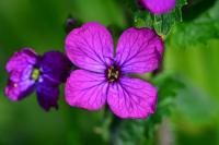 Lunaria annua
