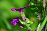 Lunaria annua