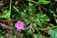 Geranium robertianum