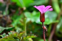 Geranium robertianum