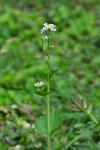 Alliaria petiolata