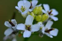 Alliaria petiolata