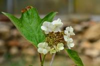 Viburnum opulus